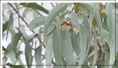 杉岡たきこの　成分と育つ環境から紐解くオーストラリア精油の特徴